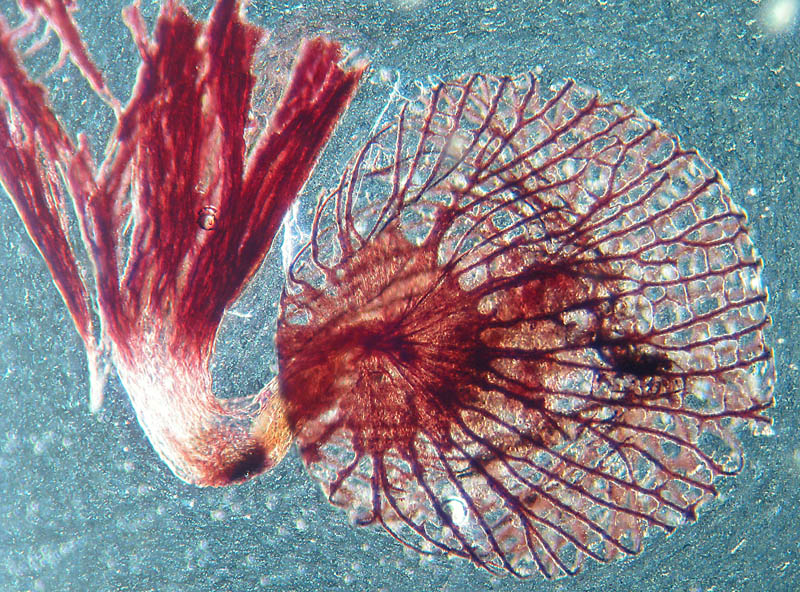 Cribraria cancellata